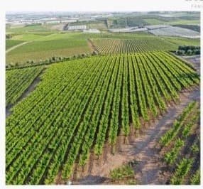 Aerial view of Bazak Farms commercial plots