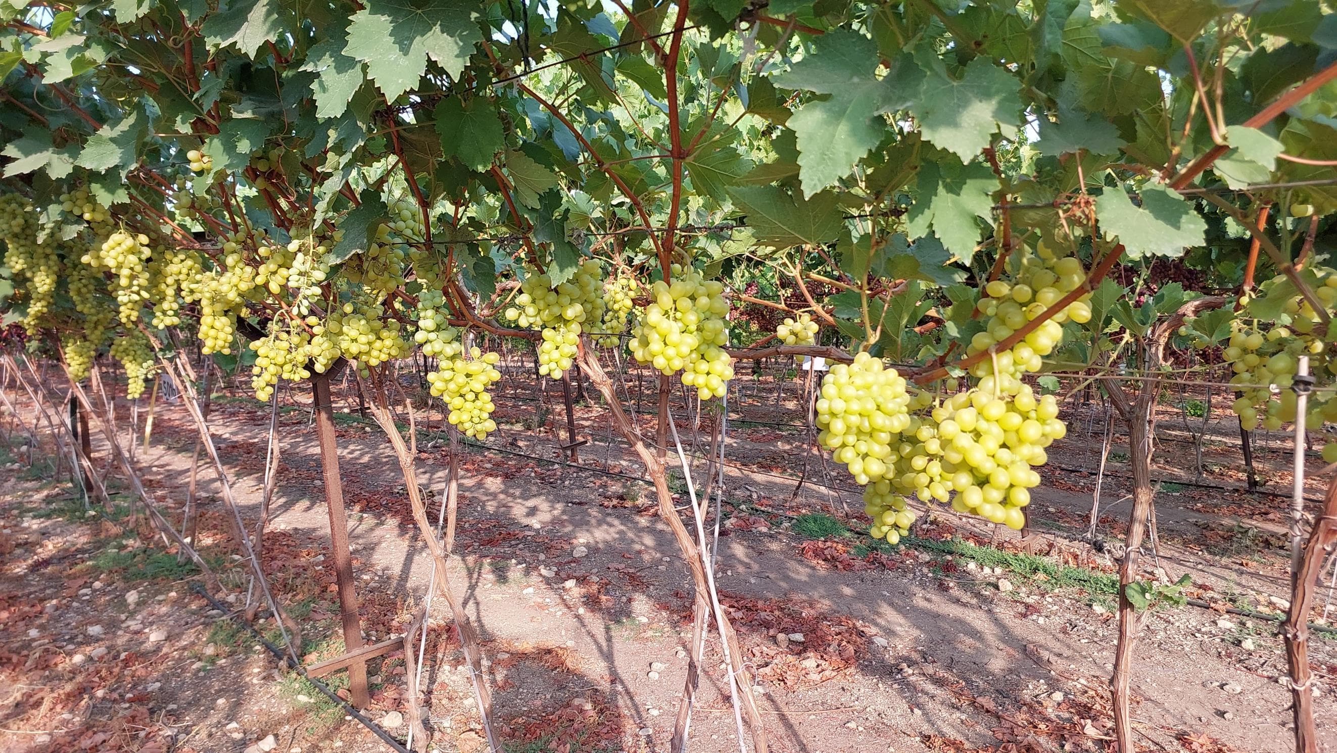 Rows of table-grape selections at Bazak Farms