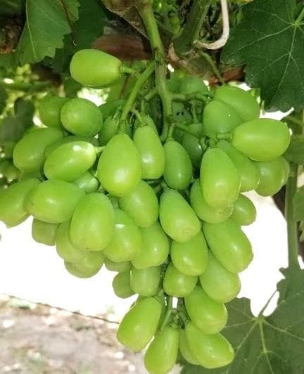 Aromatic green grape selection