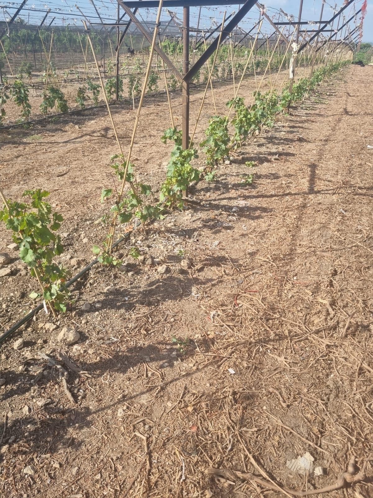 F1 evaluation vineyard