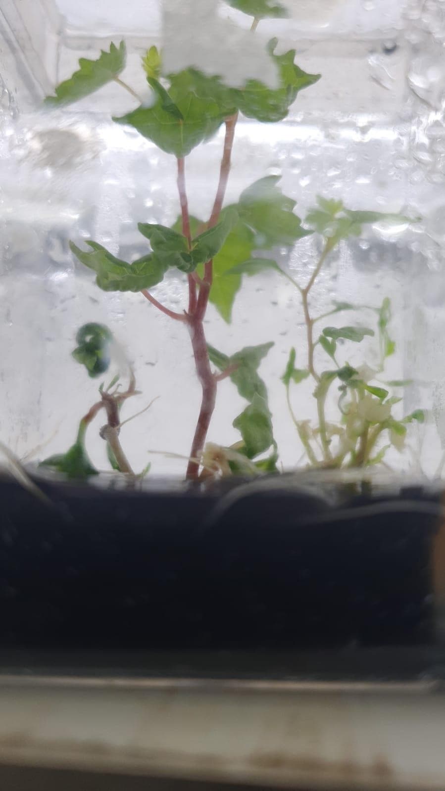 Embryo rescue